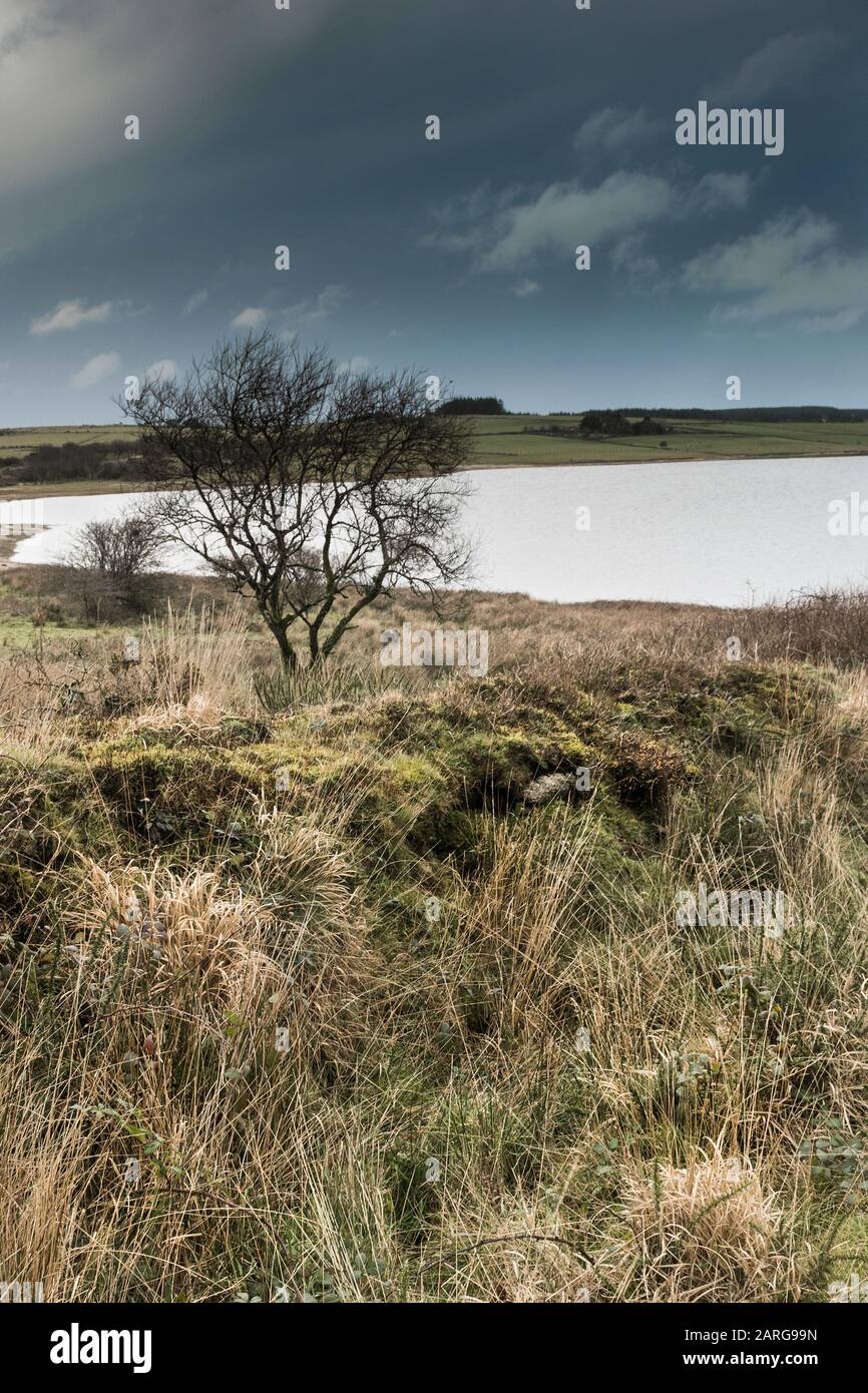 Le moorland sombre robuste autour du lac Colliford sur Bodmin Moor en Cornouailles. Banque D'Images