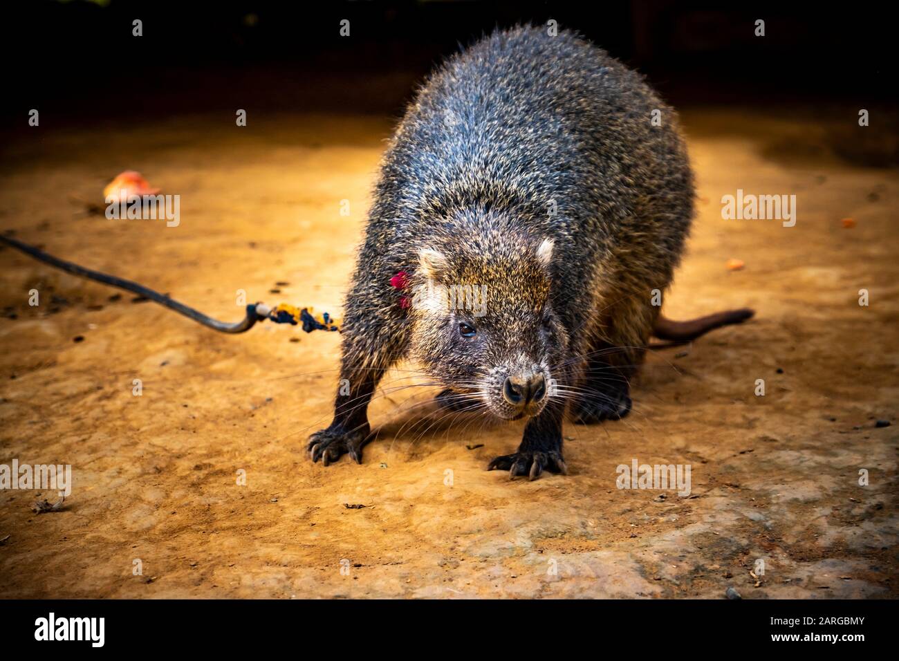 Hutia est un animal de compagnie à Vinales, République de Cuba, Caraïbes,  Amérique centrale Photo Stock - Alamy