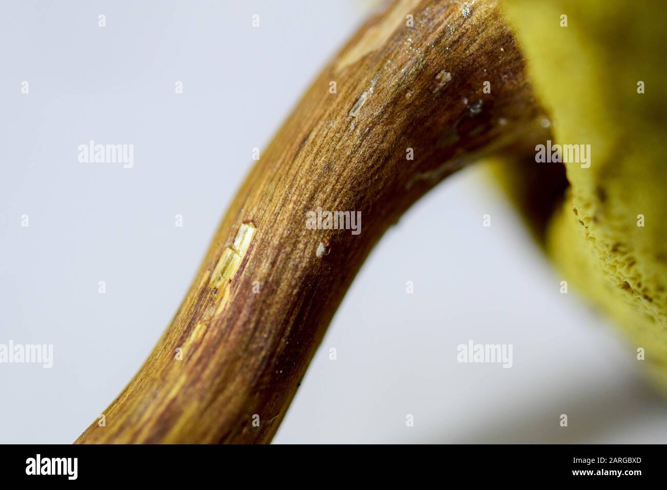 gros plan du fond de champignon avec lamellaire et tige Banque D'Images