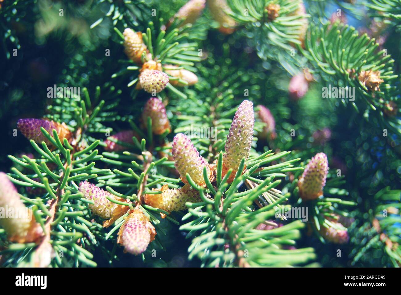 Branches de pins Evergreen fleuris en lumière du soleil Banque D'Images