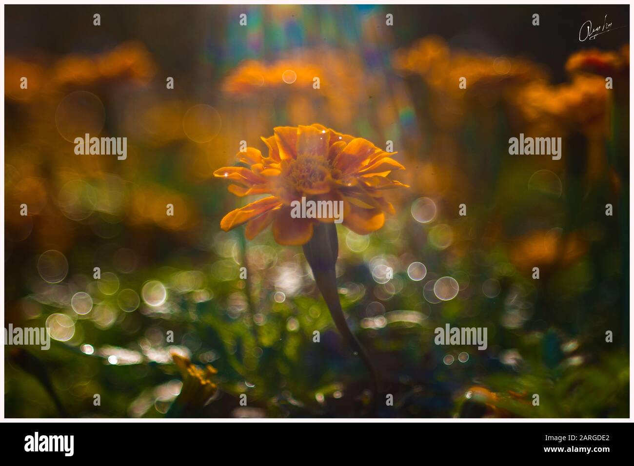 Les fleurs aux centaines de belles couleurs sont magnifiques au printemps Banque D'Images