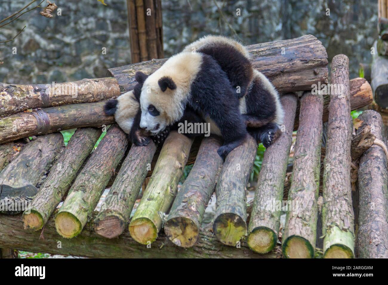 Vue sur les pandas géants dans la base de Dujiangyan Panda, Chengdu, province du Sichuan, République Populaire de Chine, Asie Banque D'Images