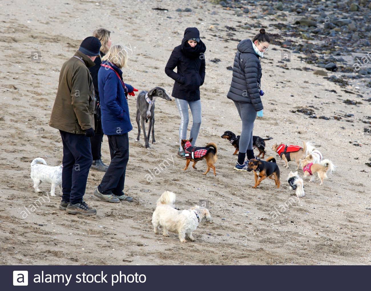 Édimbourg, Écosse, Royaume-Uni. 28 janvier 2020. Promenez-vous en chien et profitez de l'extérieur sur une promenade et une plage de Cramond froide et surmoulée. Crédit: Craig Brown/Alay Live News Banque D'Images