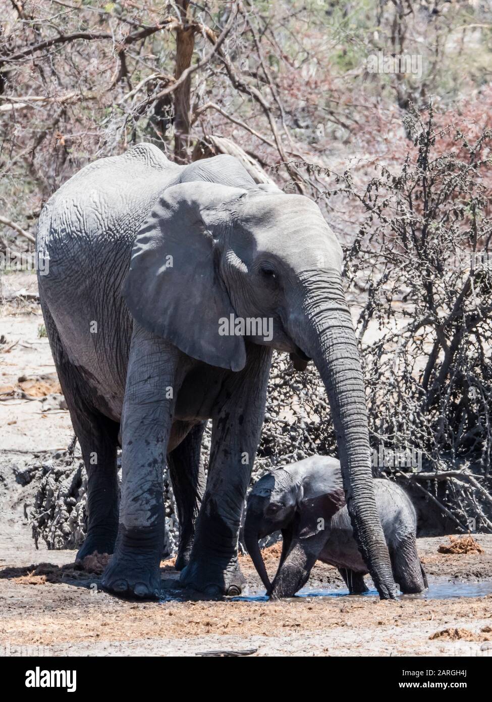 Mère et éléphant d'Afrique du veau (Loxodonta africana), dans un trou d'arrosage du Delta d'Okavango, Botswana, Afrique Banque D'Images