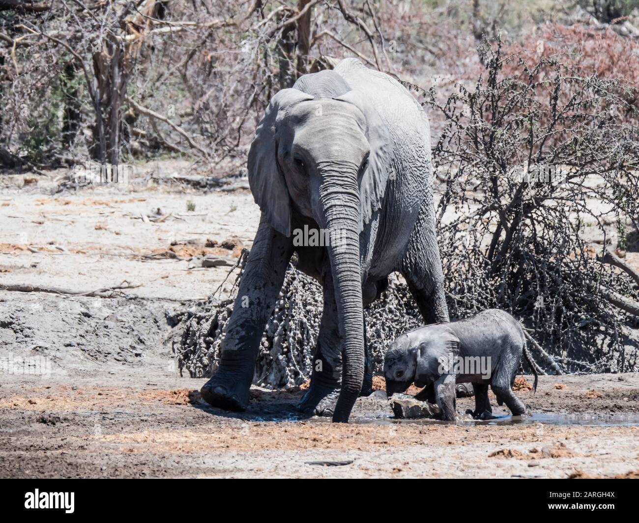 Mère et éléphant d'Afrique du veau (Loxodonta africana), dans un trou d'arrosage du Delta d'Okavango, Botswana, Afrique Banque D'Images