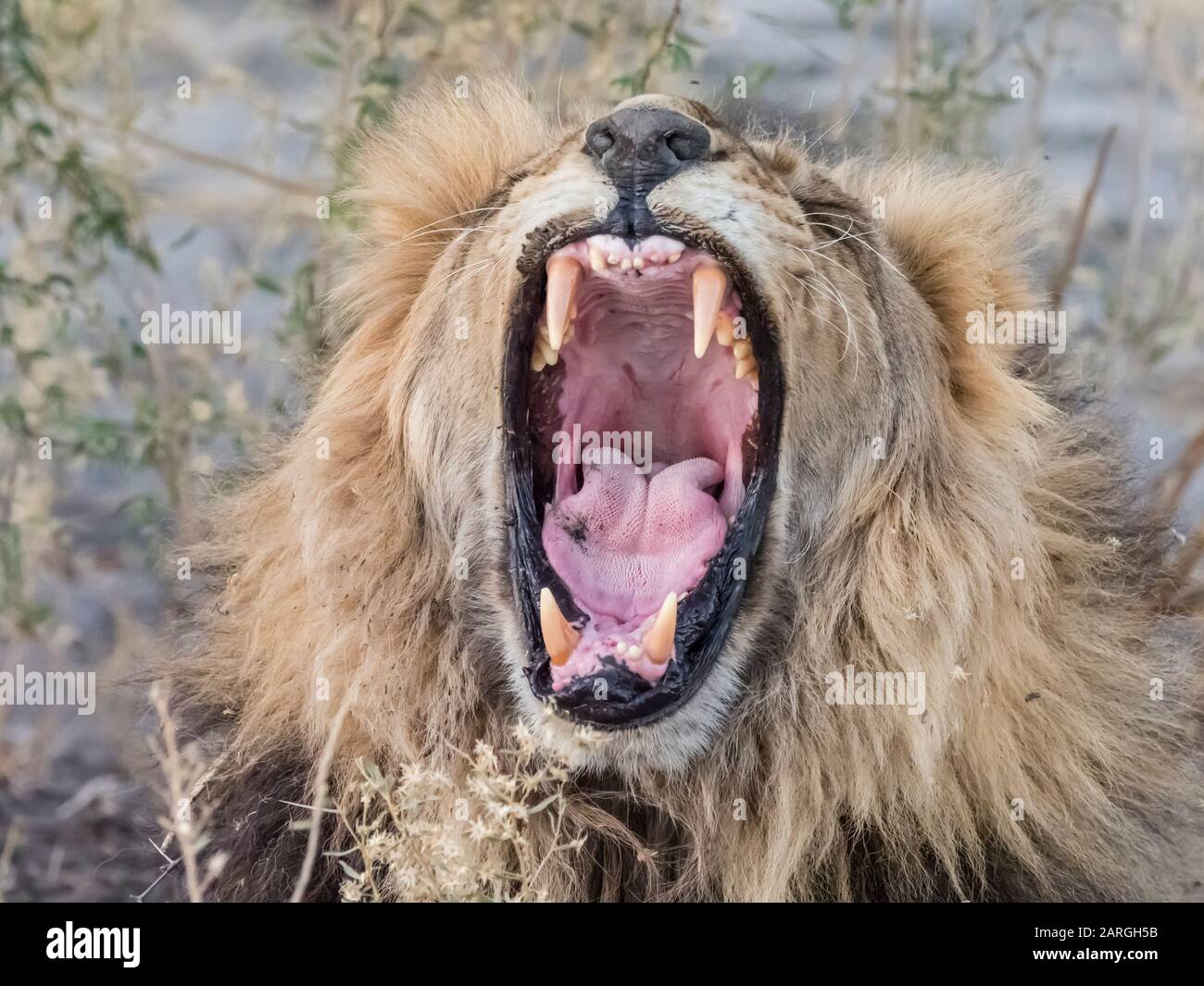 Lion masculin adulte (Panthera leo), dans le delta de l'Okavango, au Botswana, en Afrique Banque D'Images