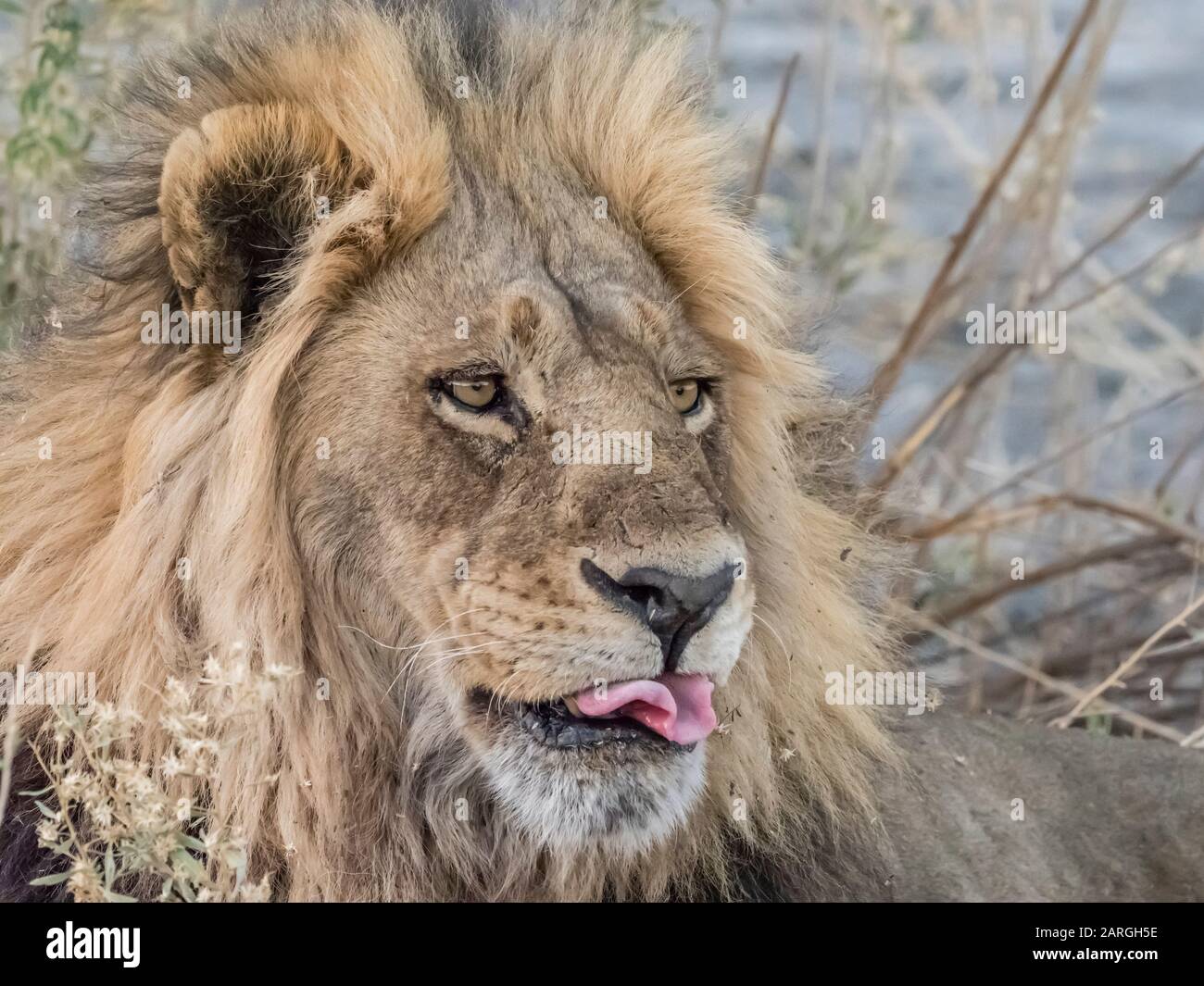 Lion masculin adulte (Panthera leo), dans le delta de l'Okavango, au Botswana, en Afrique Banque D'Images