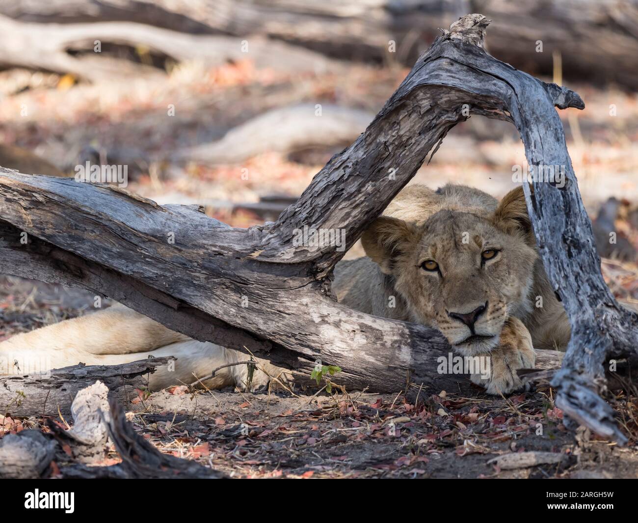 Une lioness adulte (Panthera leo), en détail dans le parc national de Chobe, Botswana, Afrique Banque D'Images