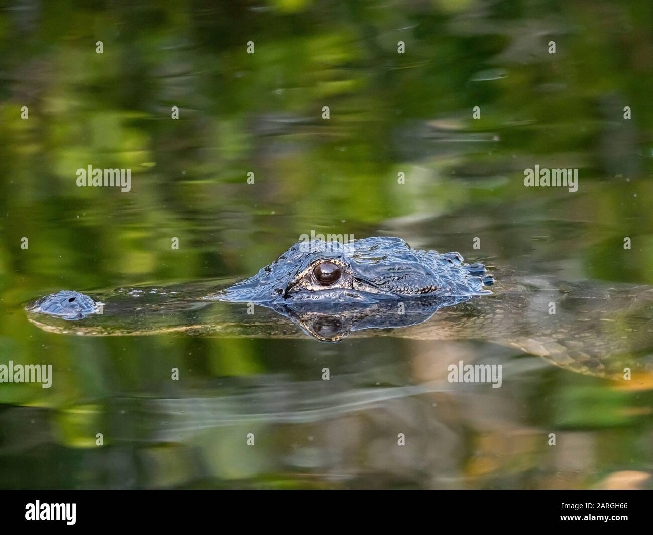 Un alligator américain sauvage (Alligator missippiensis), la nuit à Shark Valley, dans le parc national des Everglades, en Floride, aux États-Unis, en Amérique du Nord Banque D'Images