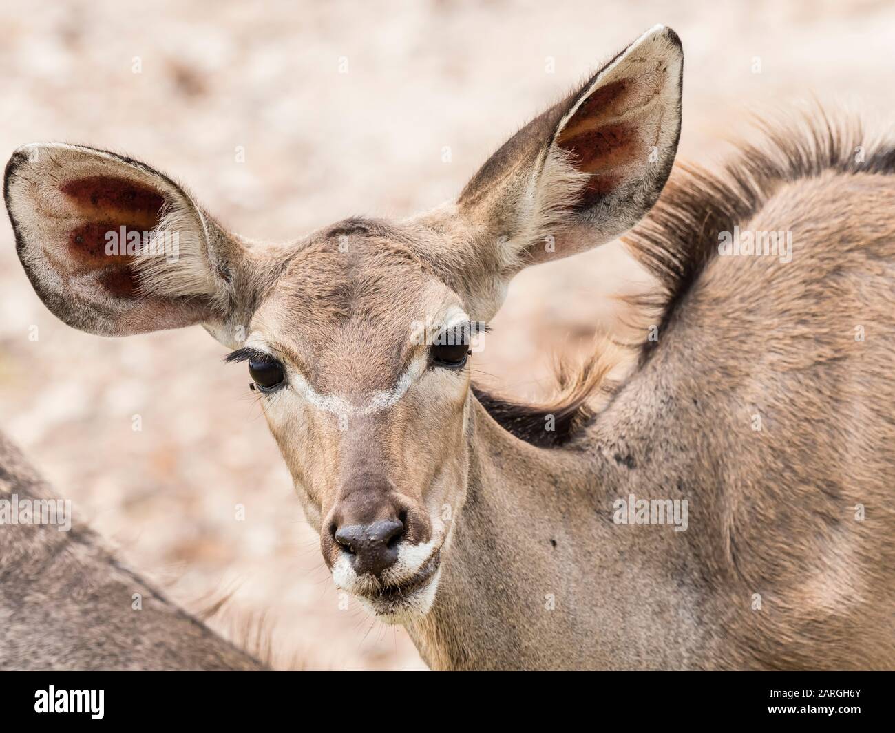 Femme grand kudu (Tragelaphus strepsiceros), parc national de Chobe, Botswana, Afrique Banque D'Images