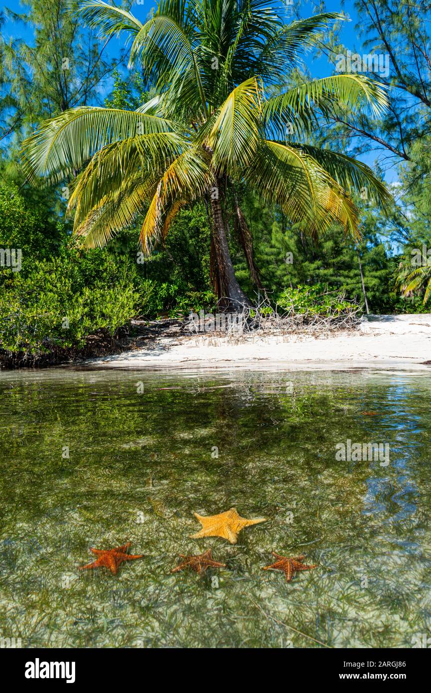 Starfish À Starfish Point, Water Cay, Grand Cayman, Îles Caïmanes, Caraïbes, Amérique Centrale Banque D'Images