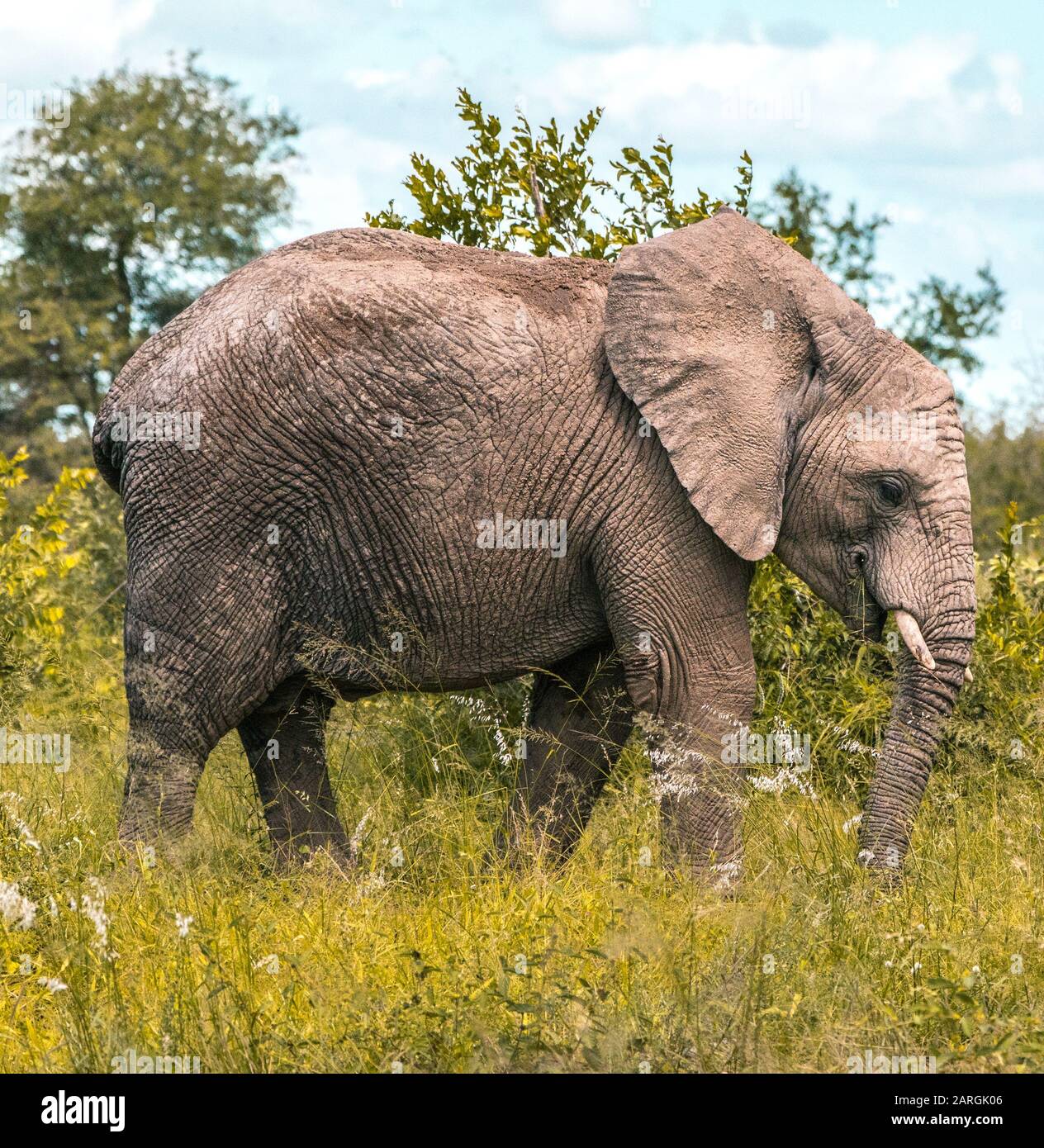 Jeune éléphant dans la nature sauvage de l'Afrique, Kruger Banque D'Images