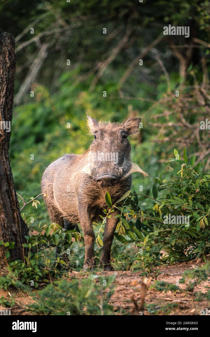 Warthog Dans Le Parc National Kruger Afrique Du Sud Banque D'Images