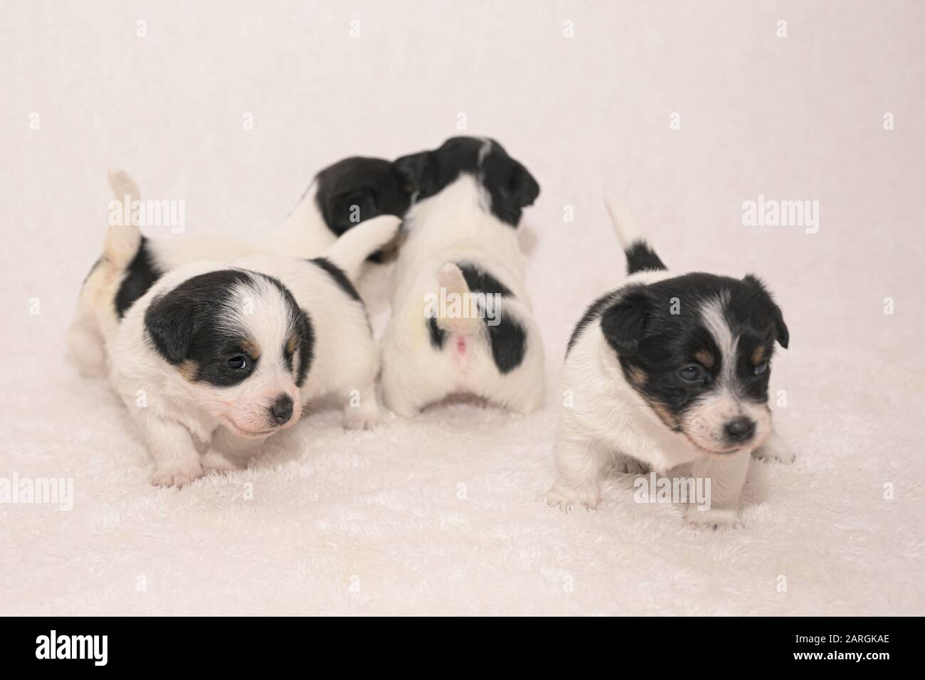 Newborn Jack Russell Banque D Image Et Photos Alamy