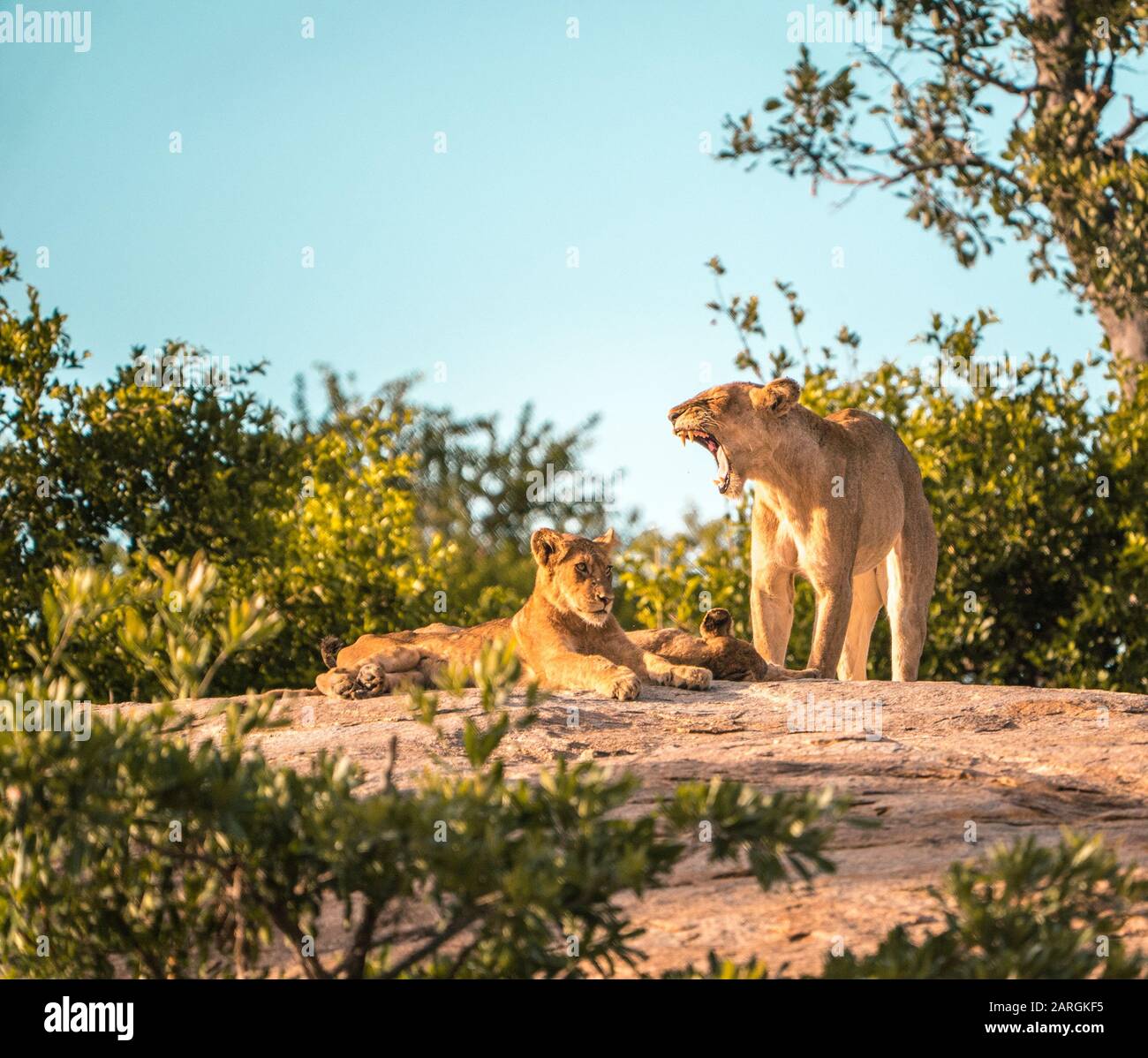 Les roars de Lioness. Coucher de soleil dans la nature sauvage de l'Afrique du Sud avec lion cub. Banque D'Images