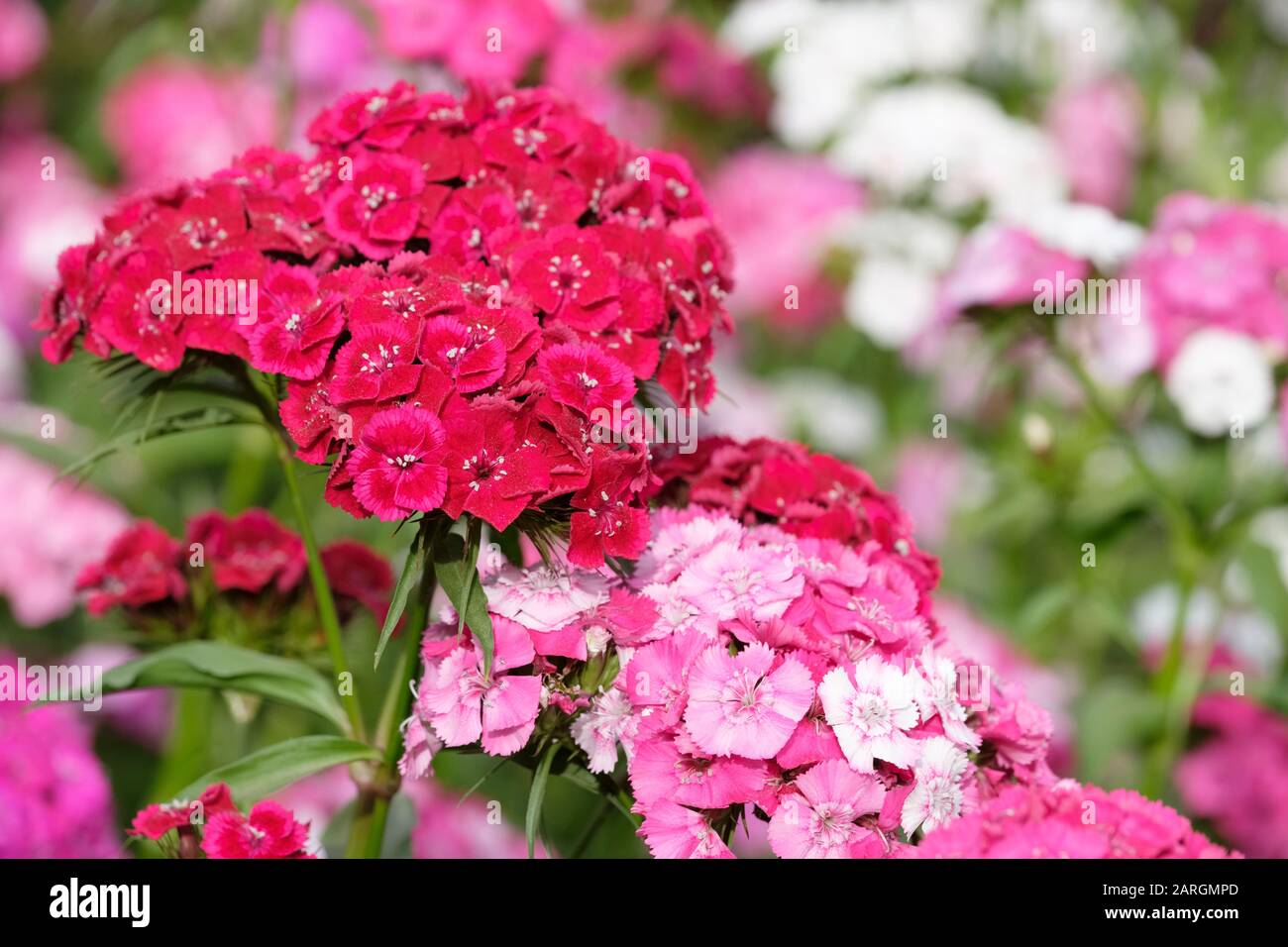 Gros plan de fleurs multicolores de Dianthus Sweet William, aussi appelé Dianthus barbatus ou rose barbu Banque D'Images