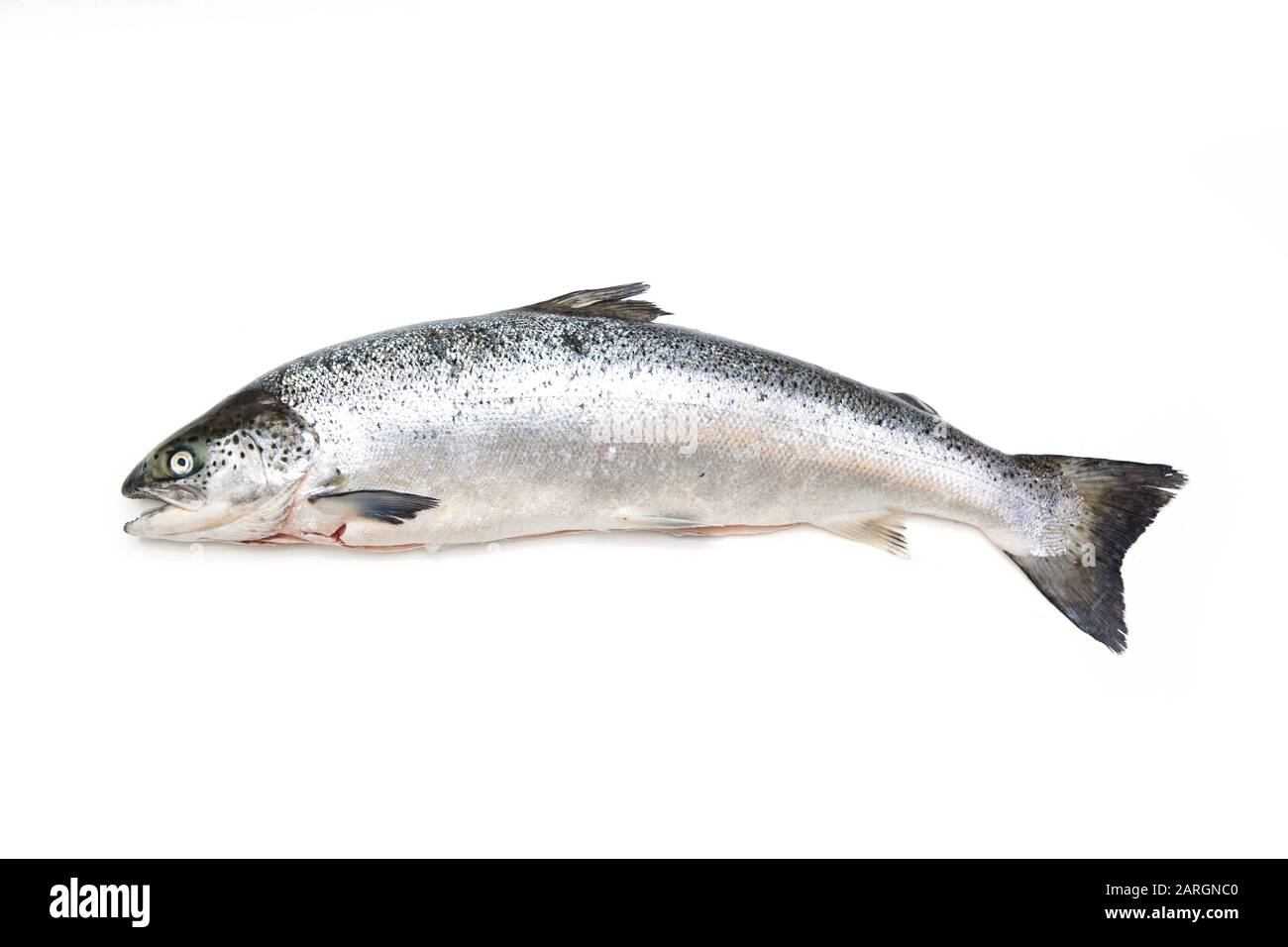 Poisson De Saumon Entier Isole Sur Un Fond De Studio Blanc Photo Stock Alamy