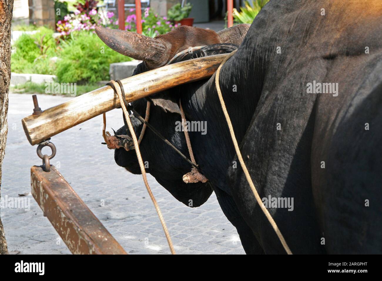 OX-wagon, gros plan de bœuf à la plantation de noix de coco de l'Union Estate, la Digue, Seychelles. Banque D'Images