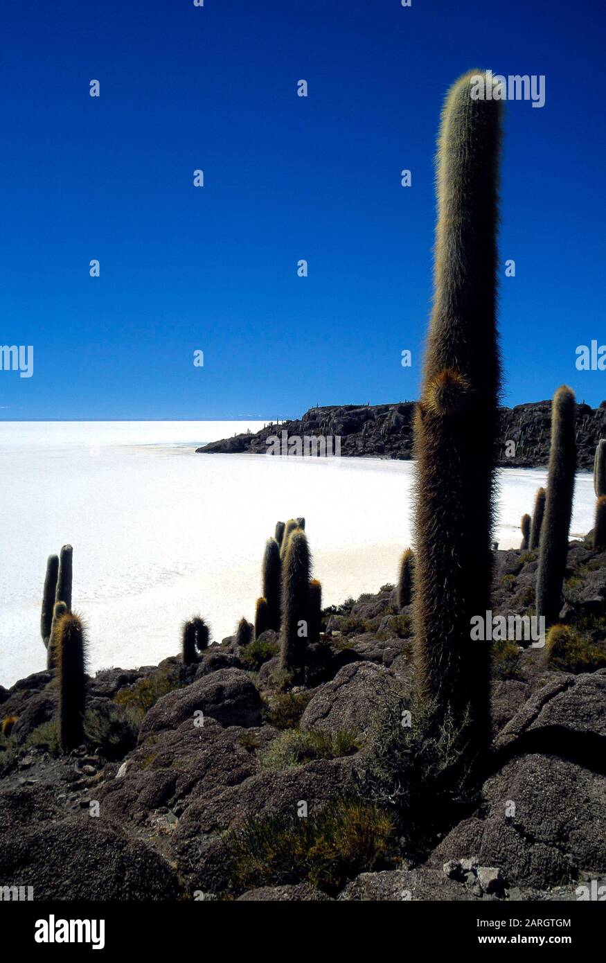 Salar de Uyuni, Bolivie, Amérique latine: Cactus sur l'île de Pescado dans le Salar de Uyuni Banque D'Images