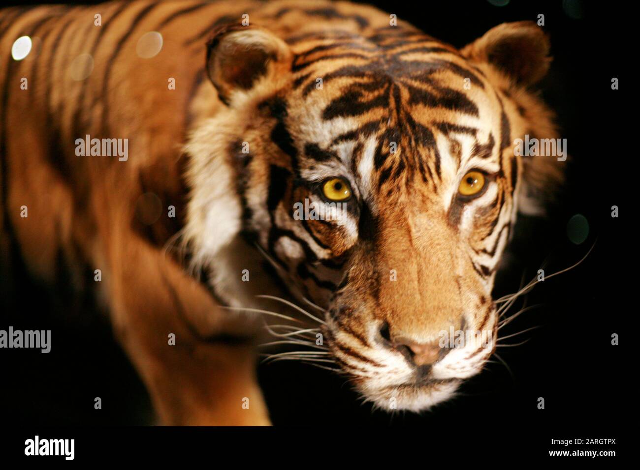 Tête et torse de tigre disséché regardant l'appareil photo. Banque D'Images