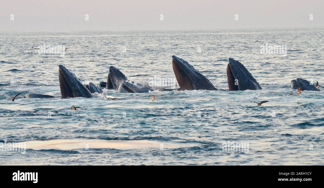 Un groupe de sept baleines à bosse surface après l'alimentation coopérative par bulles. (Megaptera novaeangliae) Banque D'Images