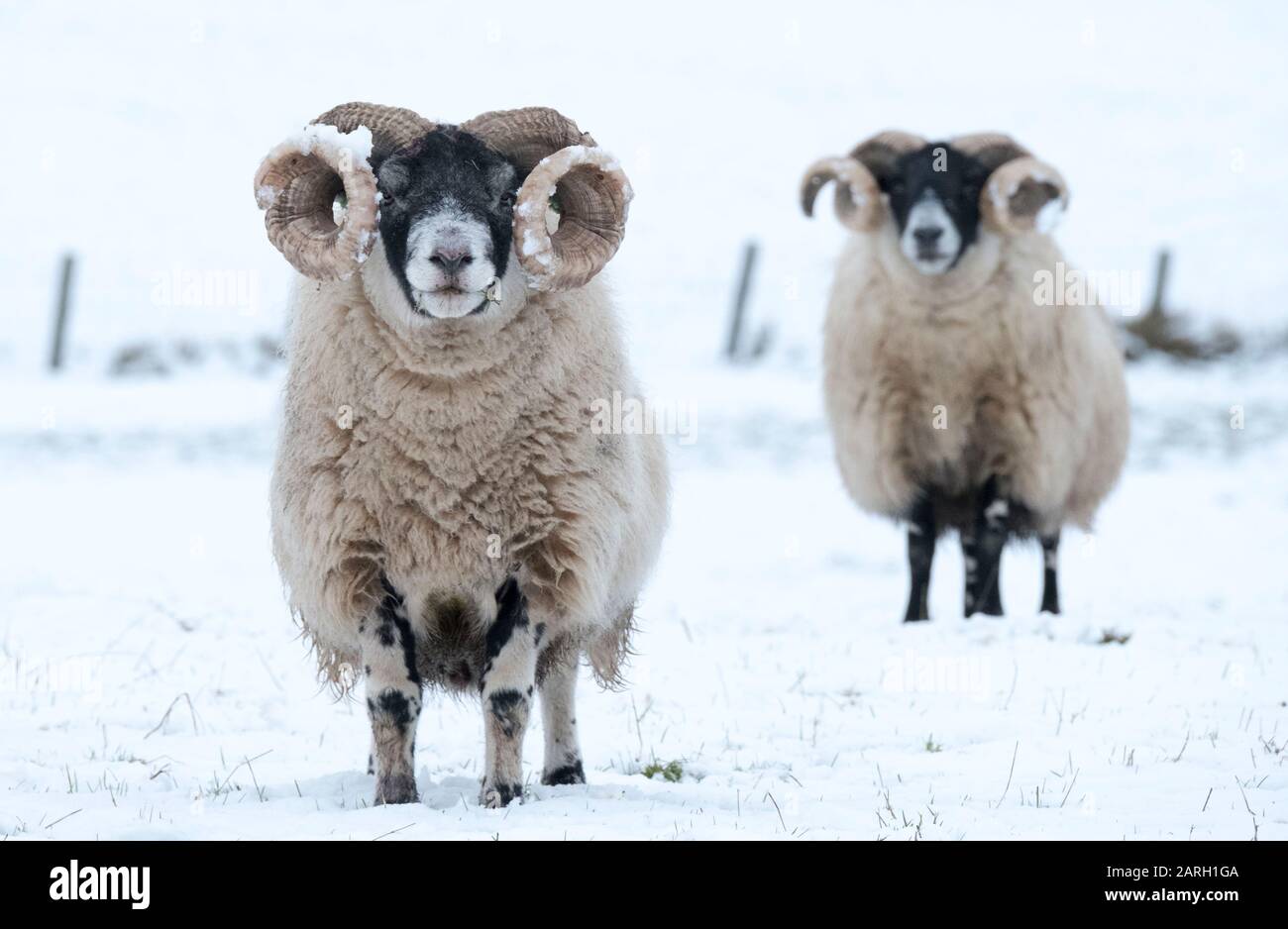 Ecosse, Royaume-Uni. 28 janvier 2020. Météo: Les béliers de Blackface se nourrissent d'herbe près du village de Tarbrax, dans le sud du Lanarkshire, au Royaume-Uni. 28 janvier 2020. ROYAUME-UNI. Crédit: Ian Rutherford/Alay Live News Banque D'Images