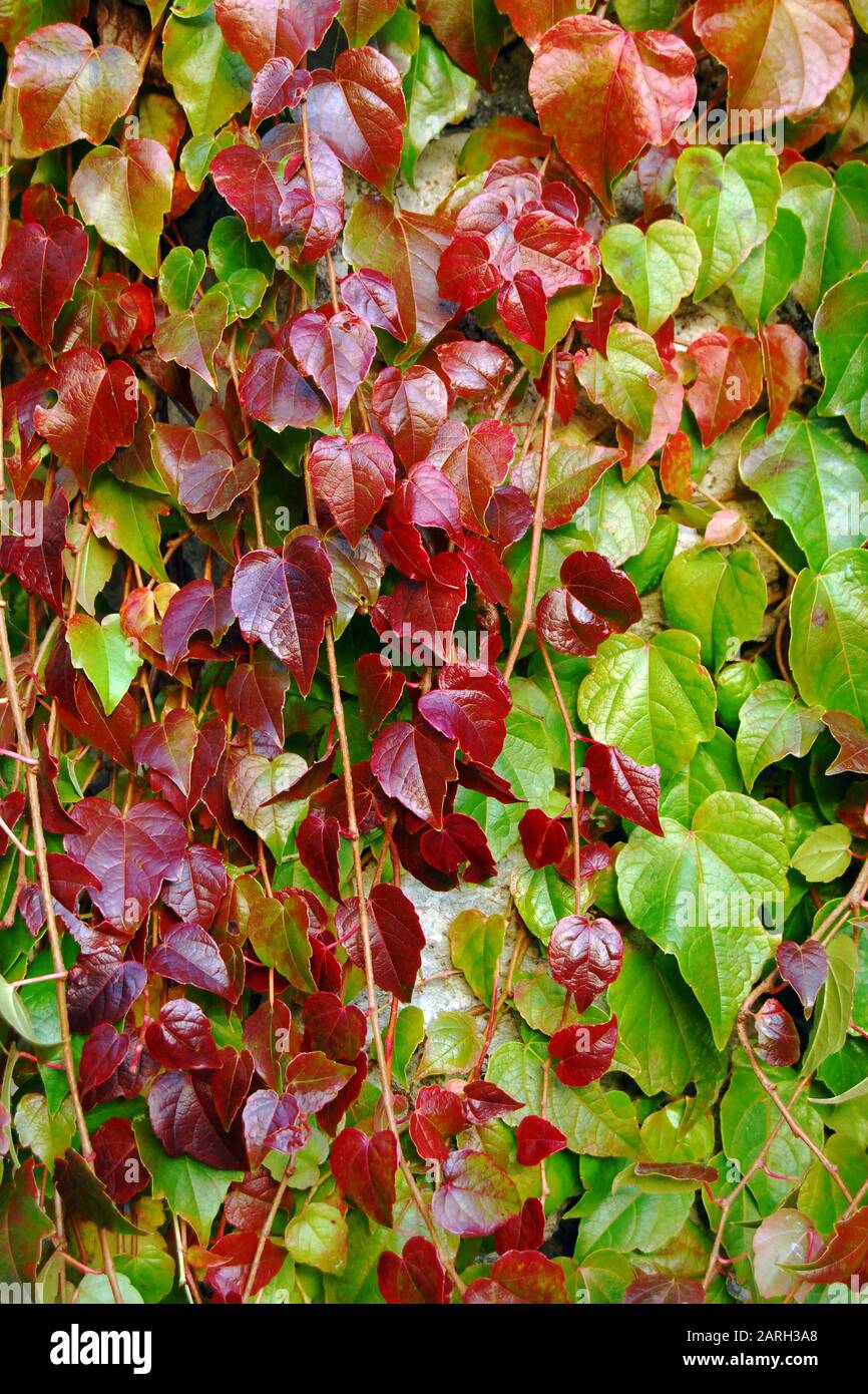 Fond coloré d'automne de feuilles brillantes rouges et vertes de plante grimpante, mur recouvert de ivy. Banque D'Images
