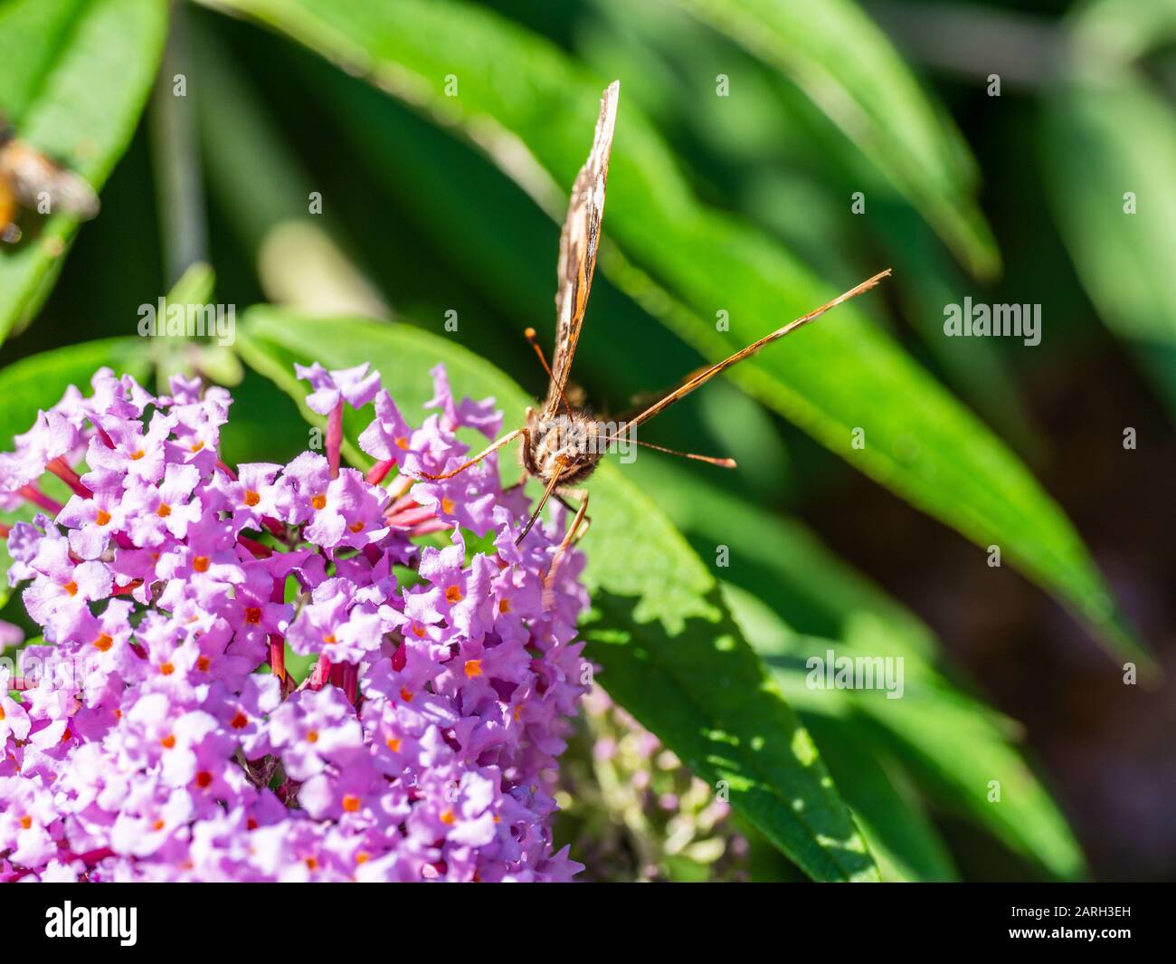 Vanessa atalanta, l'amiral rouge ou rouge papillon admirable sur Buddleja, ou Buddleia, Banque D'Images