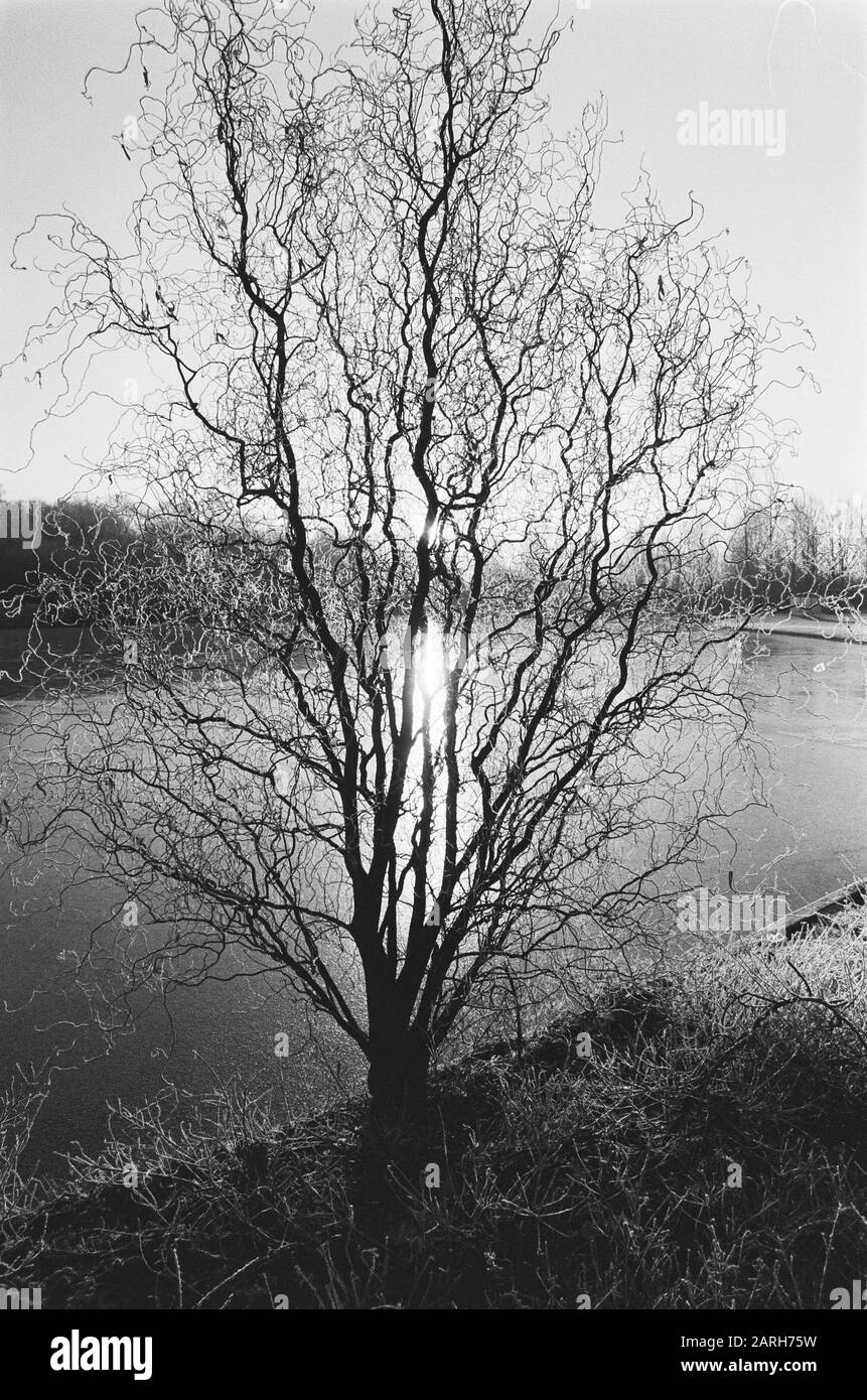 Paysage d'hiver Date : 19 décembre 1978 mots clés : paysages Banque D'Images