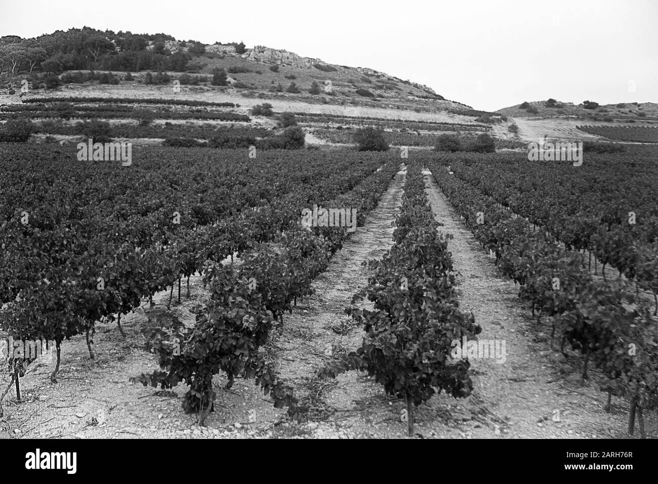 Vignes appartenant au domaine de Bel Evêque, Île Saint-Martin, près de Gruissan, Aude, Occitanie, France. Version noir et blanc Banque D'Images
