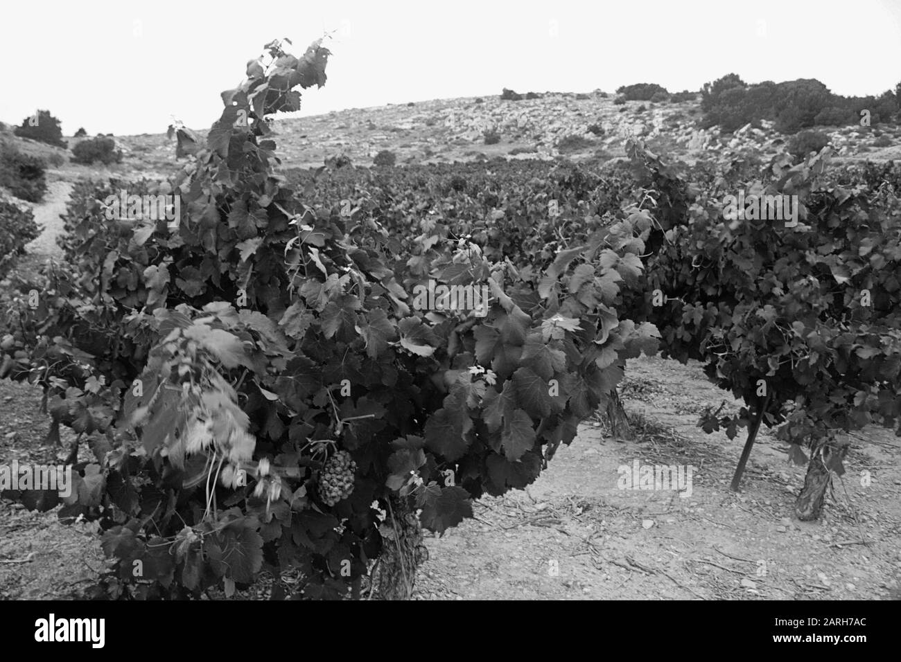 Vignes appartenant au domaine de Bel Evêque, Île Saint-Martin, près de Gruissan, Aude, Occitanie, France. Version noir et blanc Banque D'Images