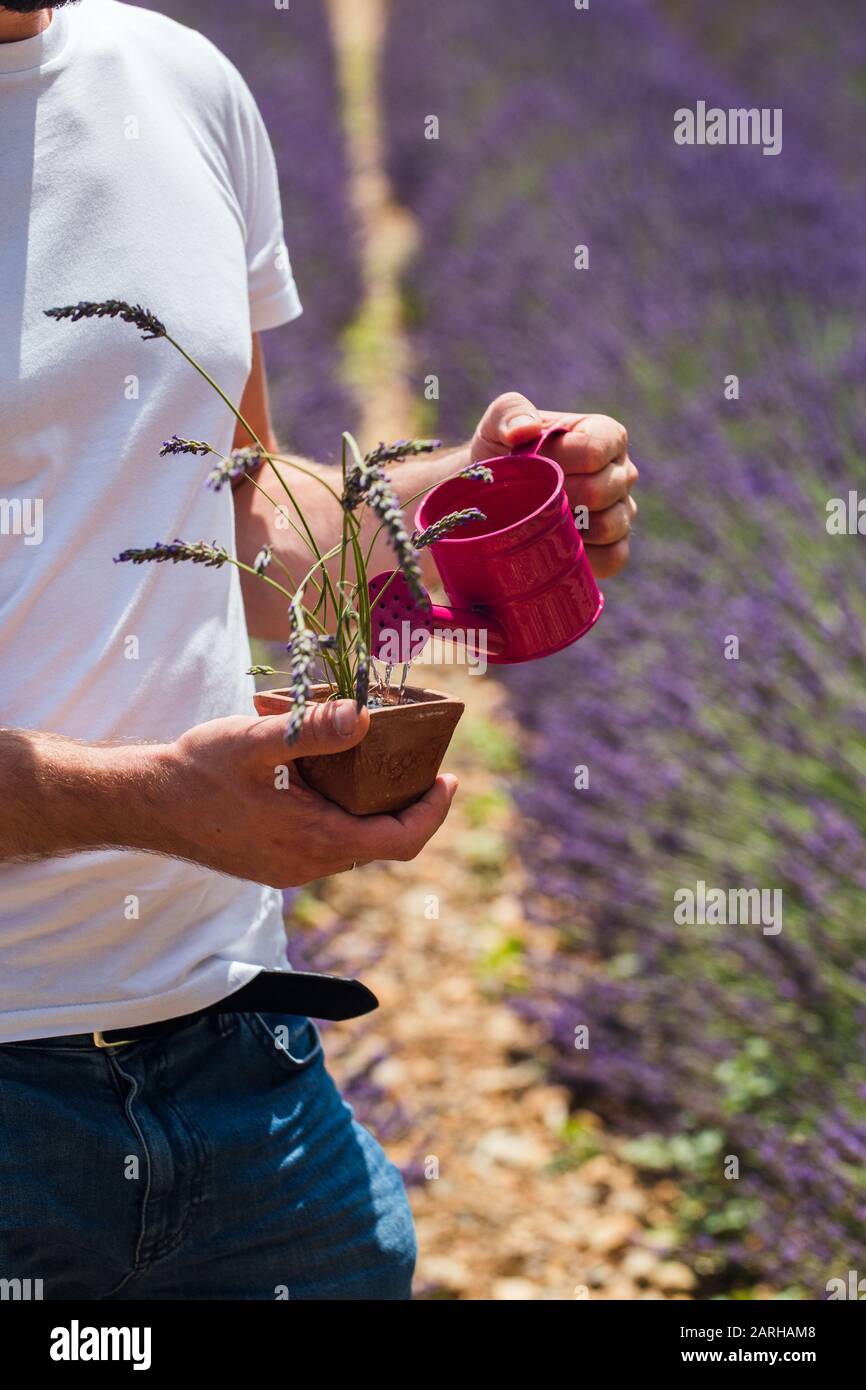 L'homme se tient au milieu d'un champ de lavande arrosant une plante arrosée Banque D'Images