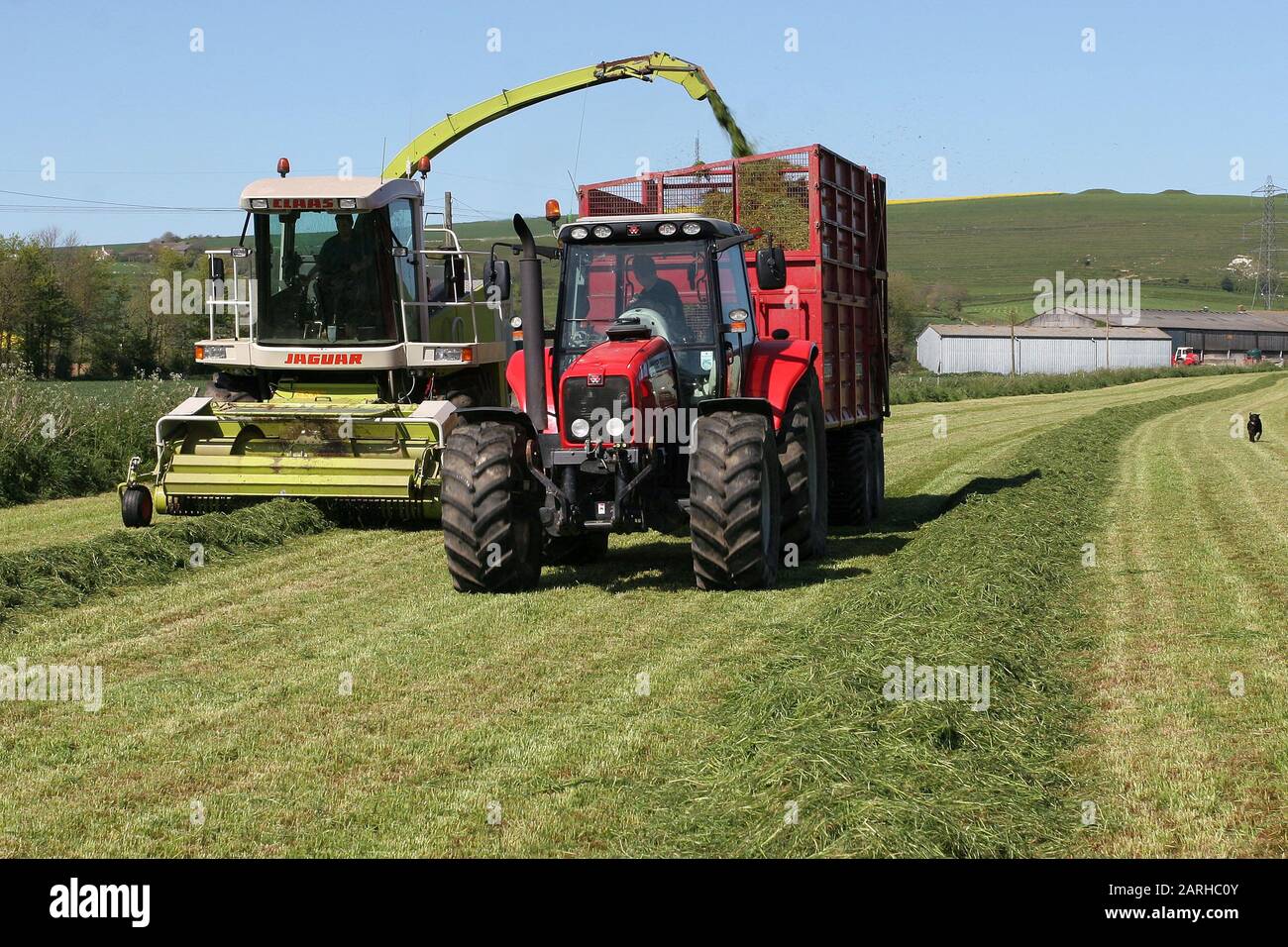 Claas Jaguar Forager collecte l'herbe d'ensilage coupée et transfert à une remorque sur une ferme près de Weymouth, Dorset en Angleterre. 2006 Banque D'Images