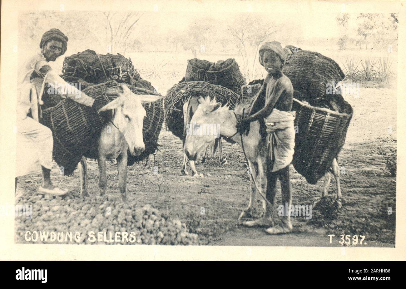 Carte postale montrant l'homme plus âgé et le garçon avec leurs ânes chargés de vache à vendre vers 1903 Banque D'Images