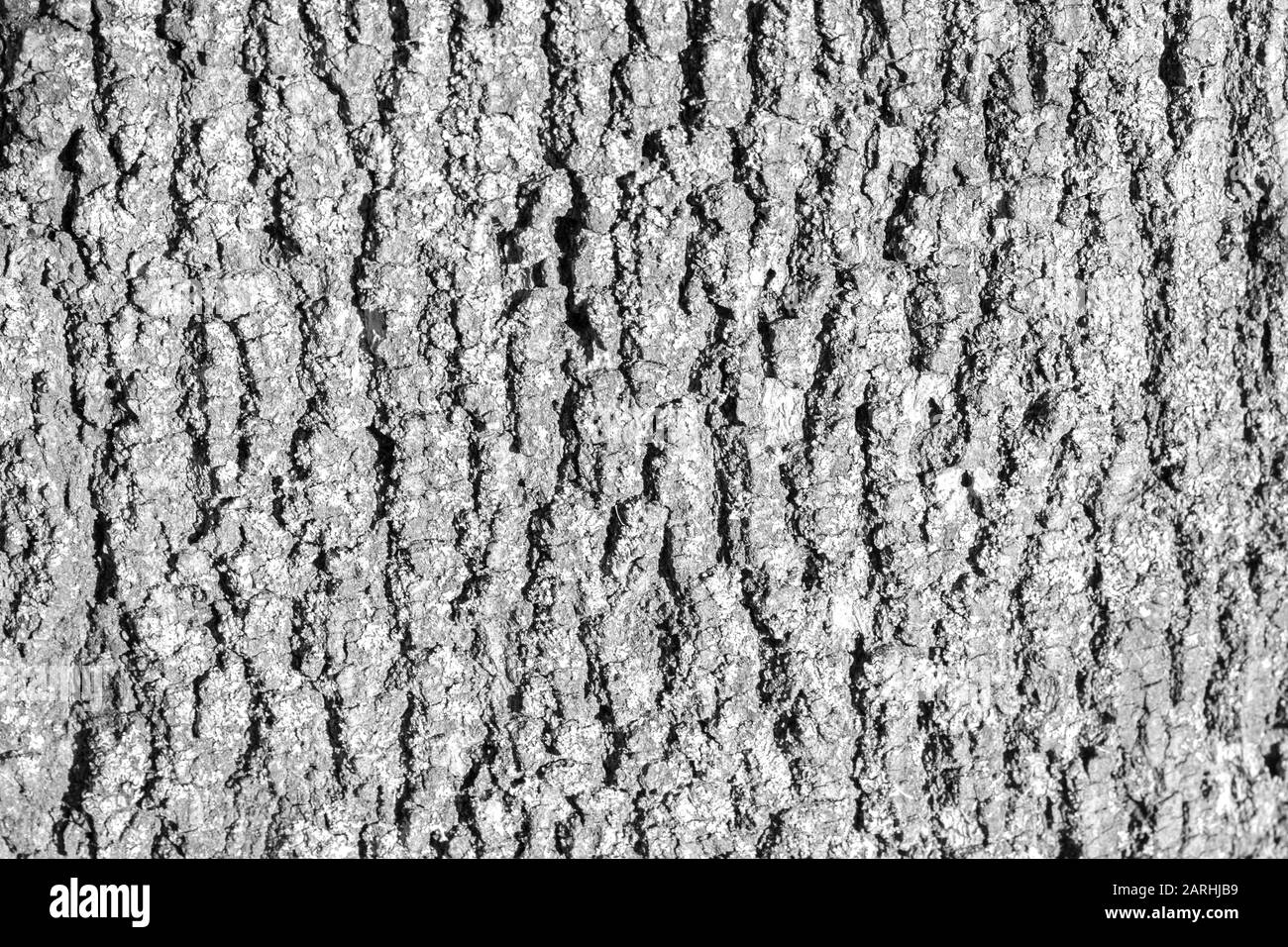 écorce d'arbre d'arrière-plan de texture noire et blanche Banque D'Images