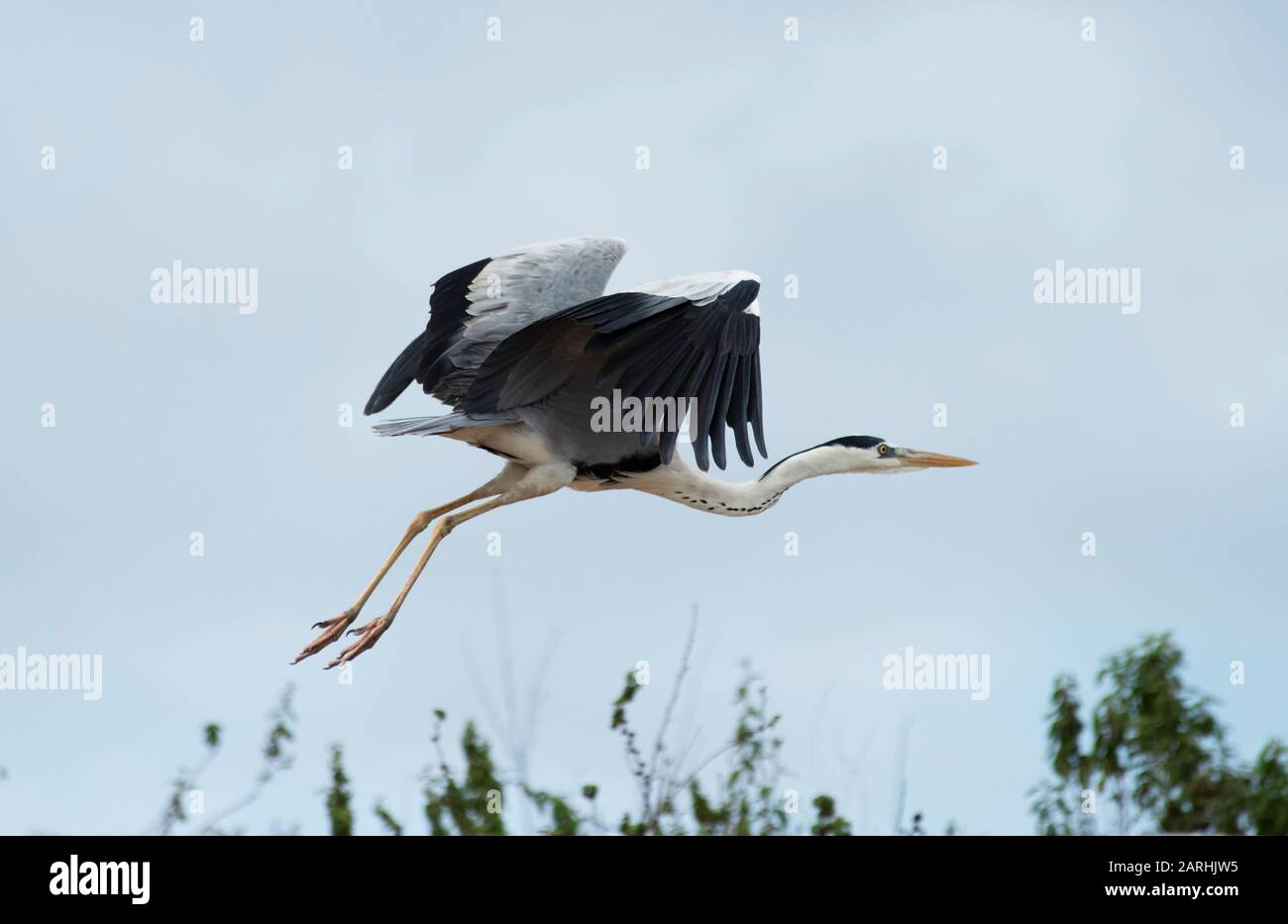 Gray Heron, Ardea cinerea, en vol, décollage, parc national de Gal Oya, Sri Lanka Banque D'Images
