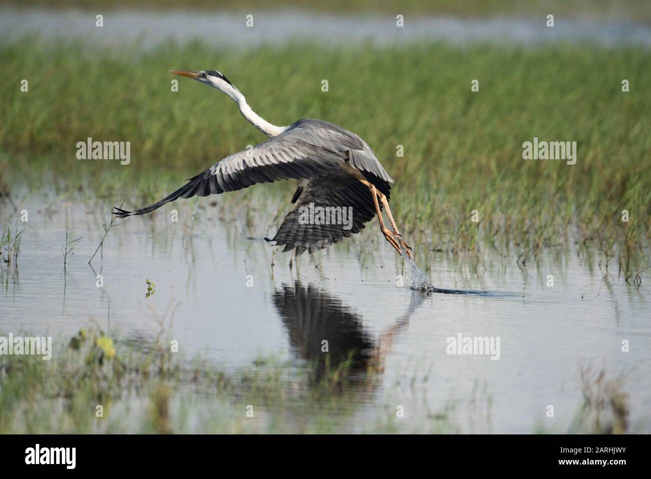 Gray Heron, Ardea cinerea, passage à gué dans l'eau en vol juste décollage, Dambulla Lake, Sri Lanka Banque D'Images