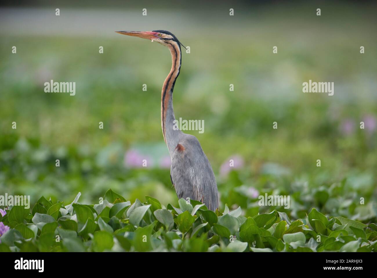 Heron pourpre, Ardea purpurea, Passage À Gué dans les mauvaises herbes aquatiques, lac Dambulla, Sri Lanka Banque D'Images