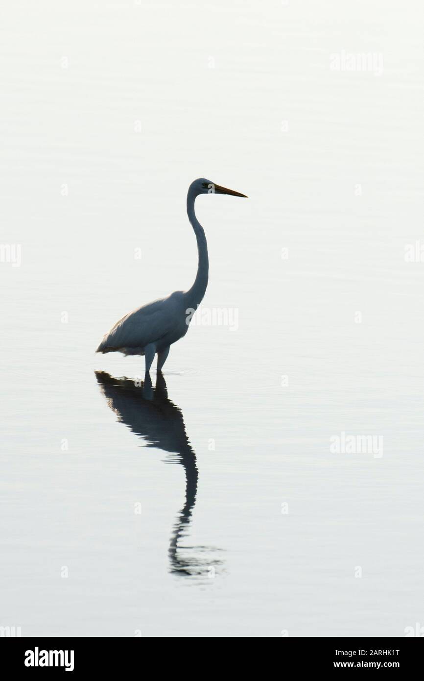 Great Egret, Ardea alba, passage à gué dans l'eau, silhouette, parc national de Yala, Sri Lanka Banque D'Images