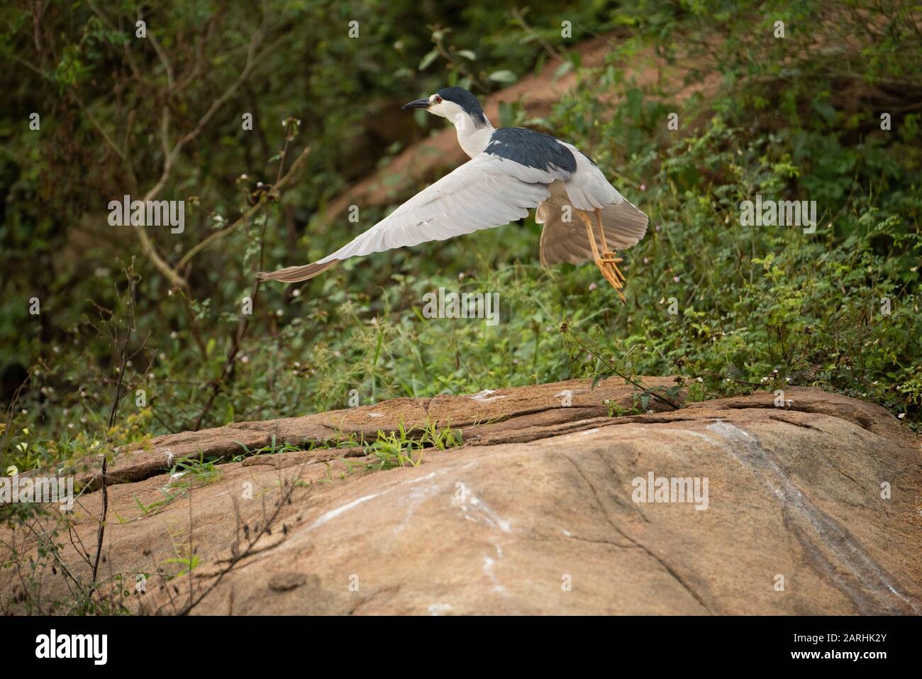 Heron de nuit À Couronne noire, Nycticorax nycticorax, en décollage, Parc national de Gal Oya, Sri Lanka Banque D'Images
