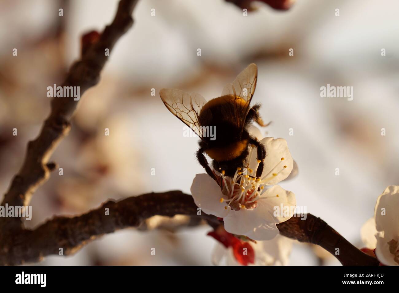 bourdon précoce - bombus pratorum Banque D'Images