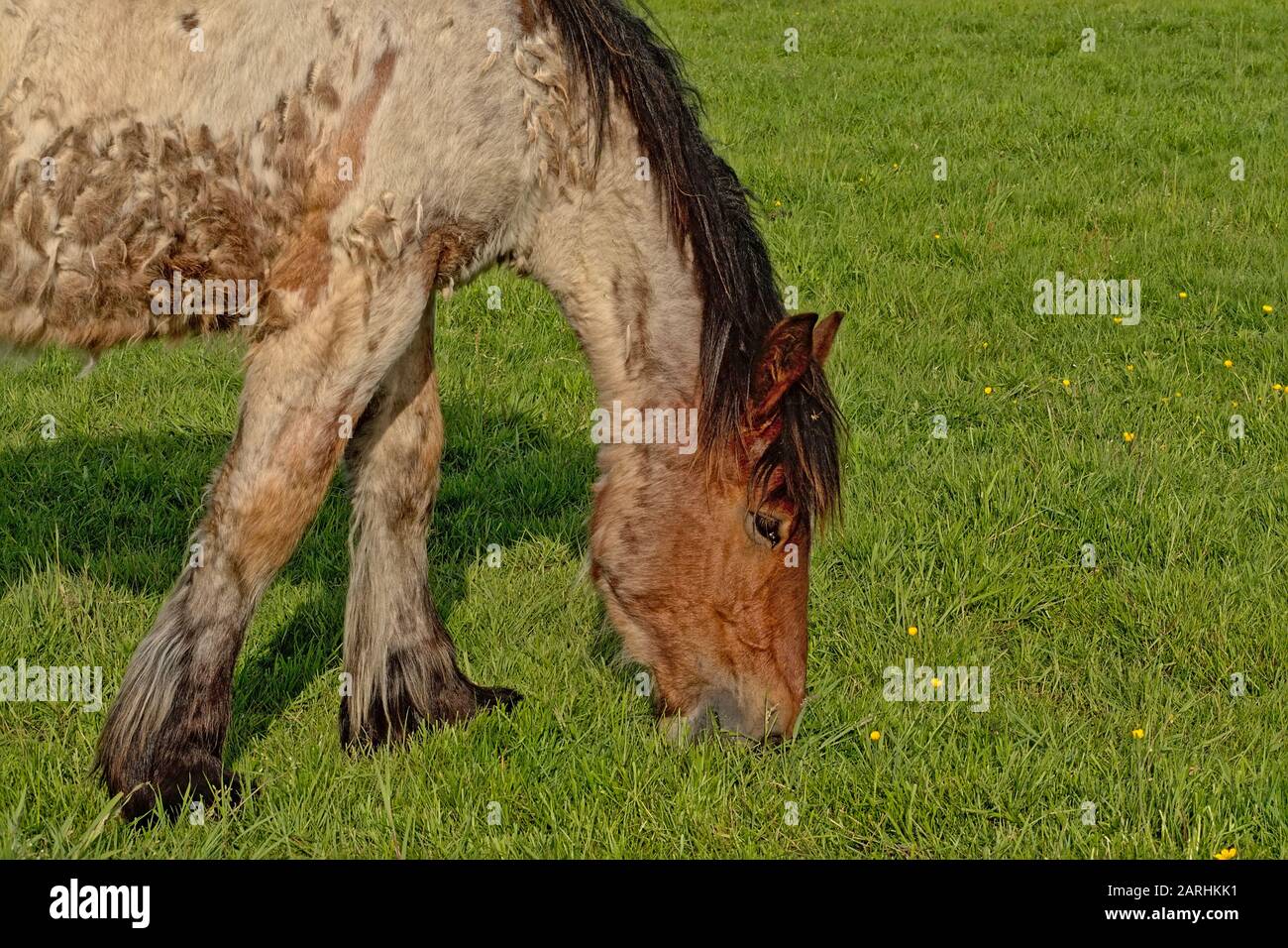 Broutage de cheval belge brun dans un pré dans la réserve naturelle de Bourgoyen, Gand, Belgique, foyer sélectif, vue latérale Banque D'Images