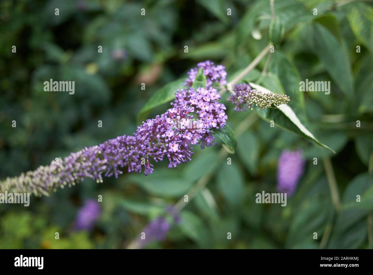 Pdf Introgression Of Yellow Flower Colour In Buddleja Davidii By