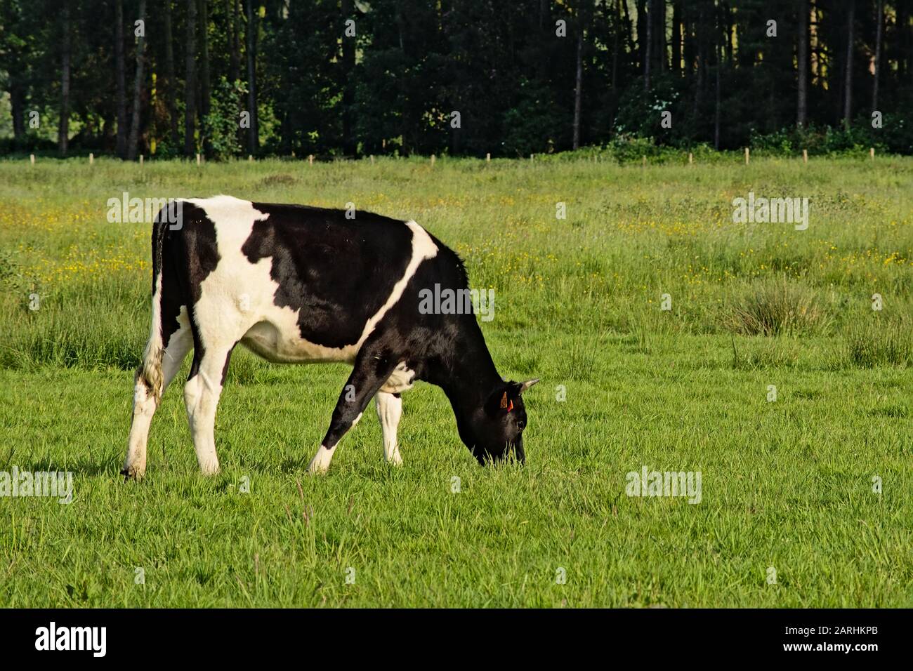 Vache noire et blanche pacage dans un pré dans la nature dans la réserve naturelle de Bourgoyen, Gand, Belgique, foyer sélectif, vue latérale - Bos Taurus Banque D'Images