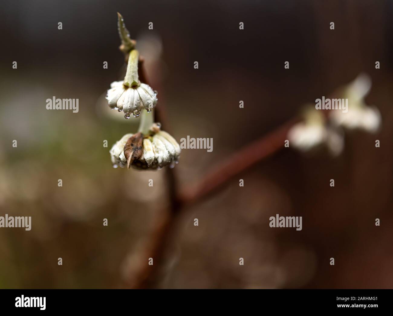 Feuilles, branches et fleurs dans un jardin botanique pendant une journée de pluie Banque D'Images