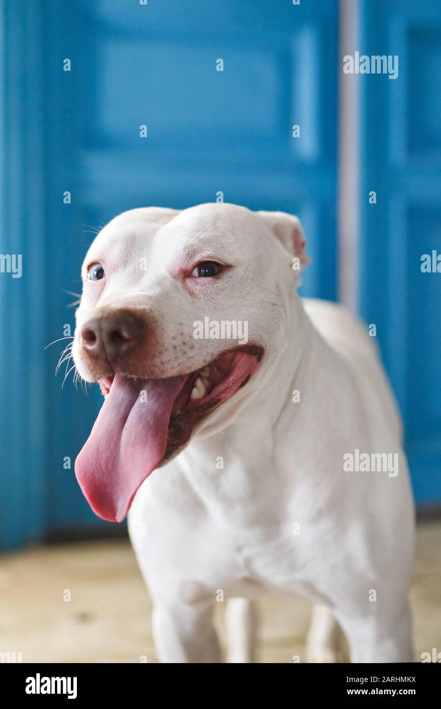 Pitbull Teeth Banque D Image Et Photos Alamy