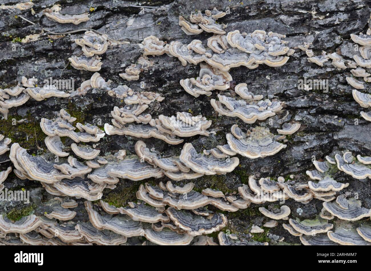 Dinde Champignon De Queue, Trametes Versicolor Banque D'Images