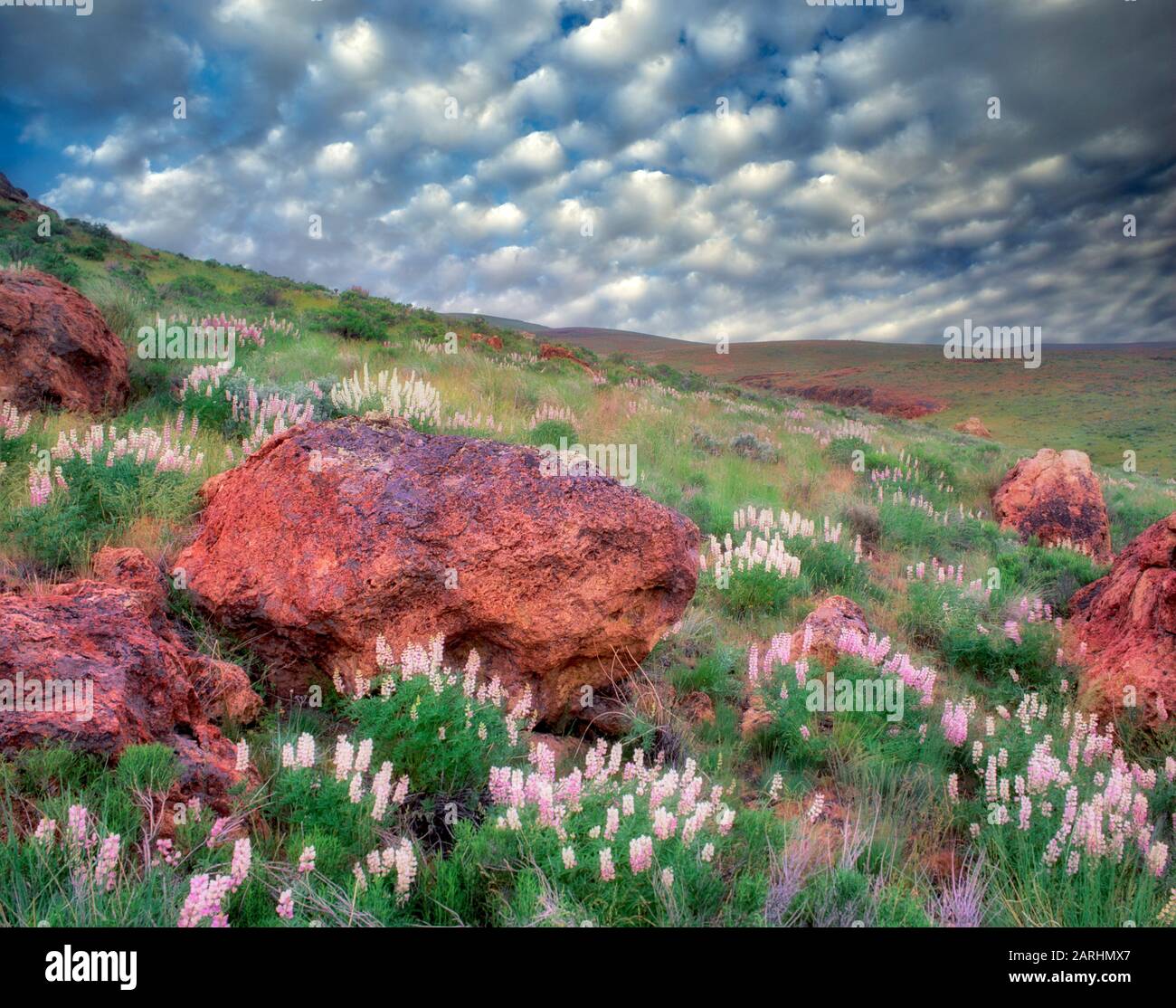 Lupin et rochers. Près De Leslie Gulch. Oregon Banque D'Images