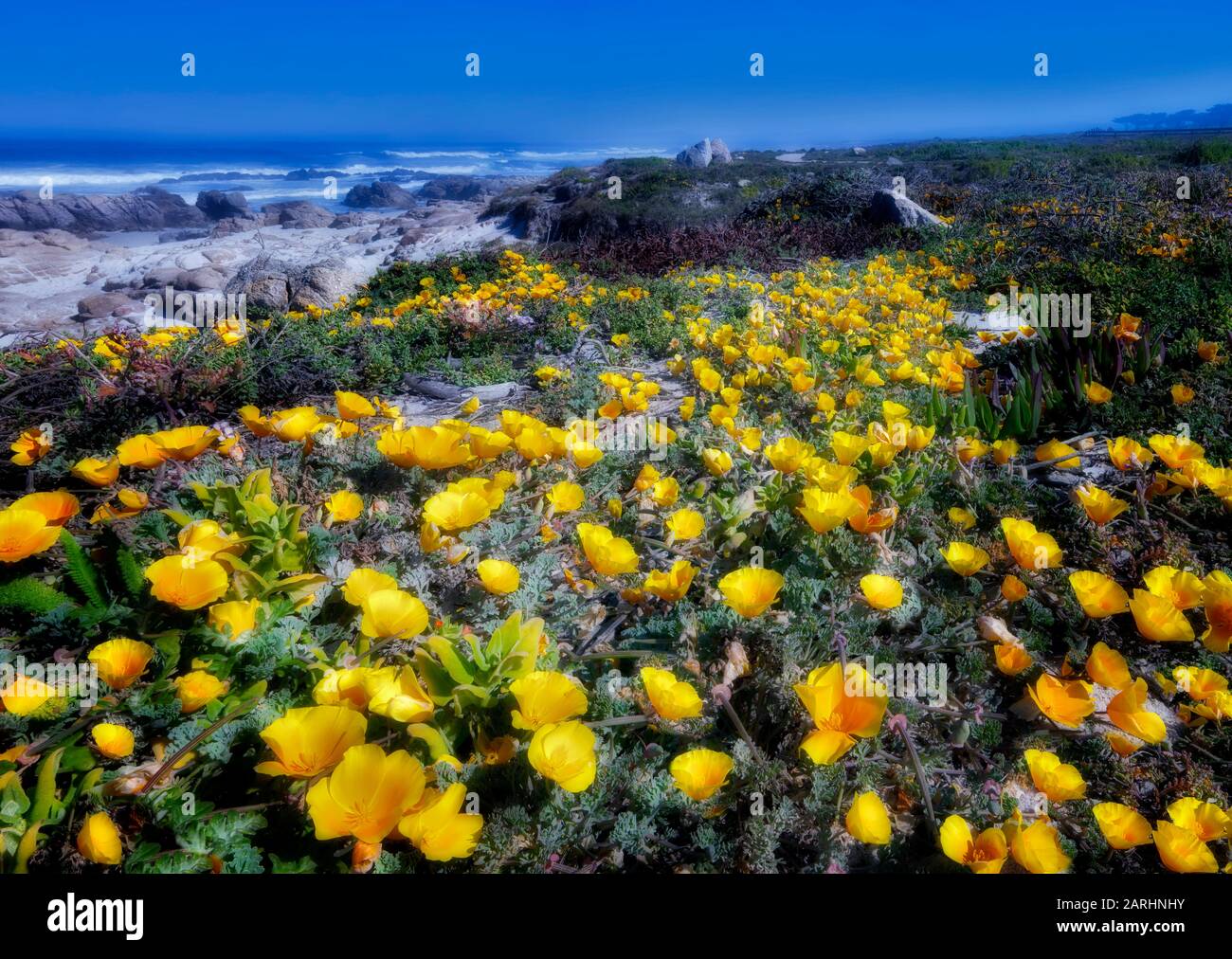 Coquelicots de Californie et l'océan le 17 Mile Drive. Pebble Beach, Californie Banque D'Images