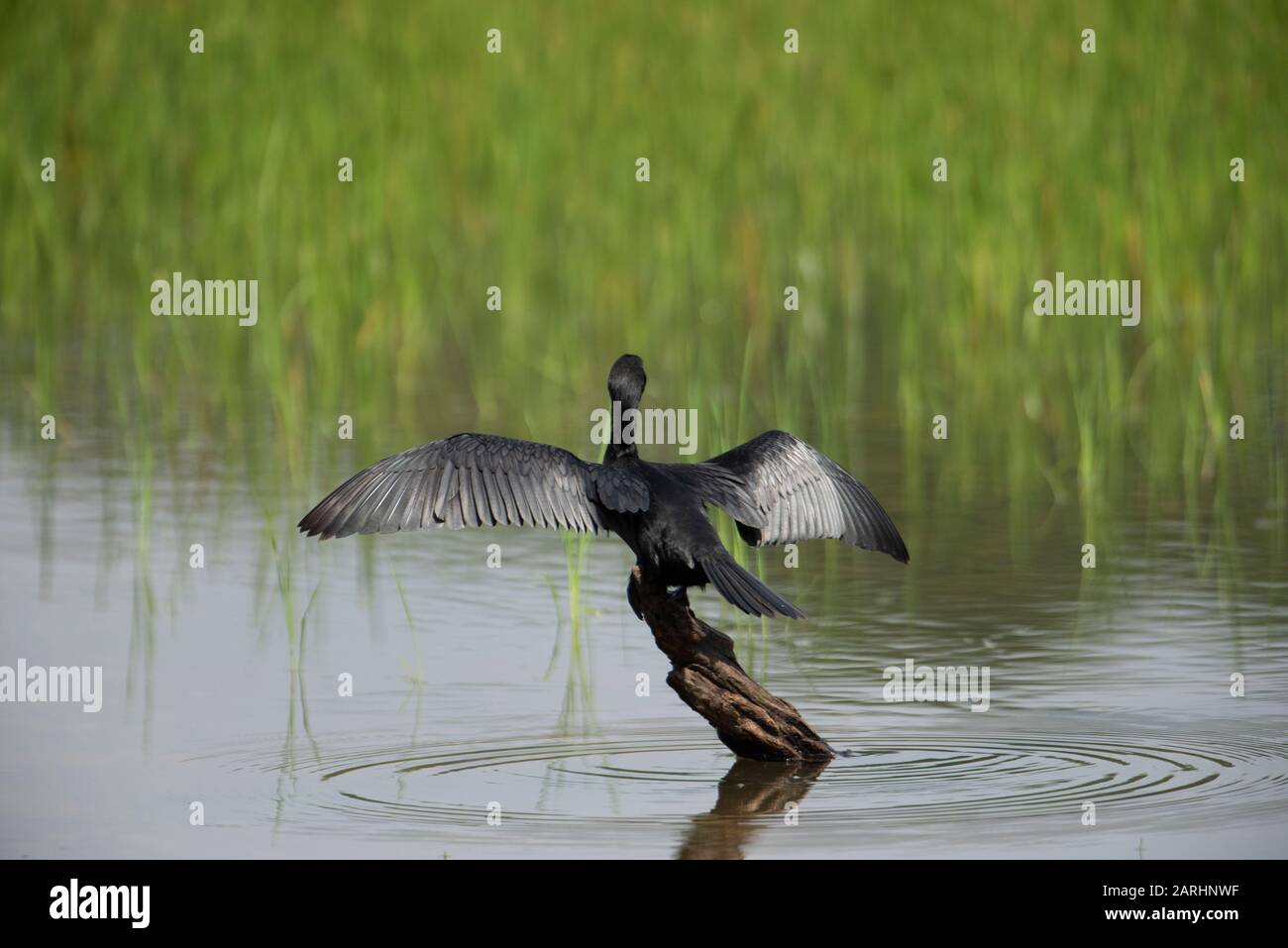 Little Cormorant, Microcarbo niger, ailes s'ouvrent sur le point de voler à partir de l'eau de connexion, parc national Wilpattu, Sri Lanka Banque D'Images
